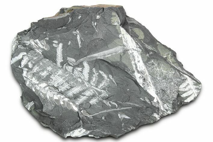 Fossil Seed Fern (Alethopteris & Pecopteris) Plate - Pennsylvania #336323